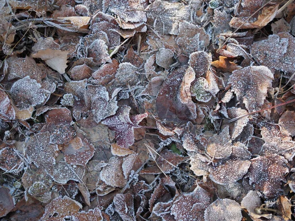 Gevallen Bladeren Met Witte Vorst Abstracte Natuurlijke Achtergrond Bevroren Blad — Stockfoto