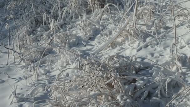 美丽的积雪覆盖了冬季森林中的植物 冬天天气很好 天气寒冷 季节概念 摄像头被锁住了有选择的重点 — 图库视频影像