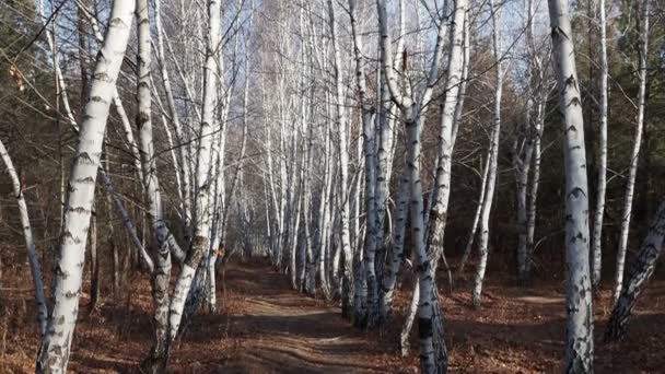 秋天白桦树的黑白照片 秋天美丽的桦树林 — 图库视频影像