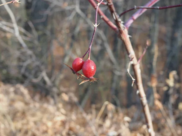 Rosehip Mawar Latar Belakang Buah Merah Untuk Persiapan Teh — Stok Foto