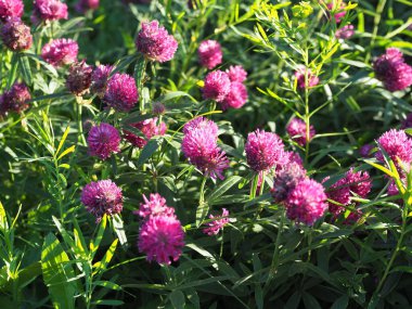 Trifolium pratense. Çiçek açan yonca çalıları.