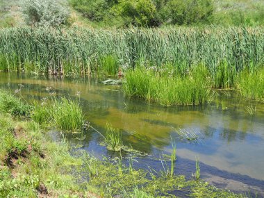 Ağaçların, çam ağaçlarının ve yaprak döken ağaçların arasında muhteşem vahşi yaşamın arka planında küçük, dar bir nehir. Doğal manzara manzarası.