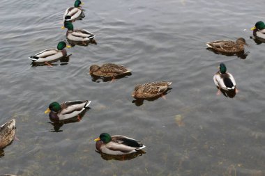 Martılı ördekler bulutlu bir sonbahar gününde suyun yüzeyinde yüzerler.