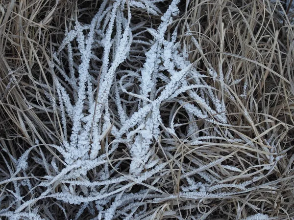 Fallen leaves with white frost, abstract natural background. Frozen foliage on the ground. First frost. Yellow fallen leaves covered with ice and hoarfrost, top view. Late autumn, freezing concept