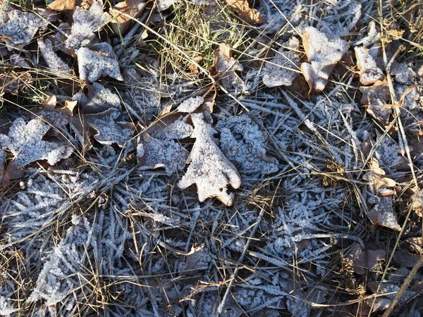 Fallen Leaves White Frost Abstract Natural Background Frozen Foliage Ground — Stock Photo, Image