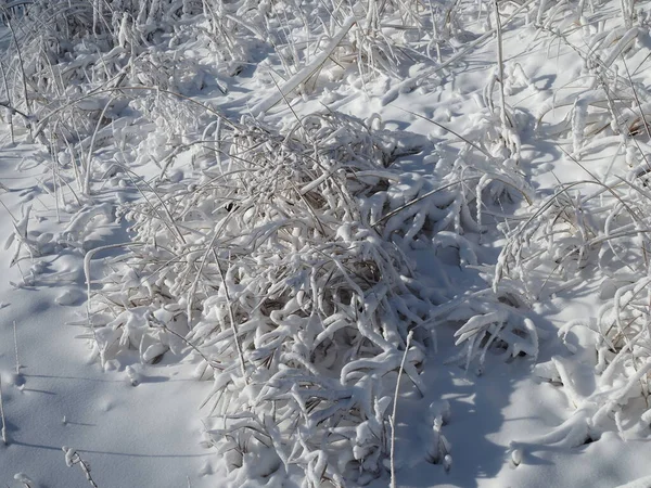 Φρέσκο Στρώμα Χιονιού Κάλυψε Κλαδιά Των Θάμνων Και Λεπίδες Του — Φωτογραφία Αρχείου