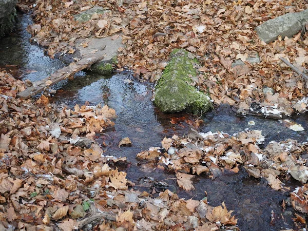 Ruisseau Courant Parmi Les Feuilles Tombées Couvertes Givre Gelées Automne — Photo