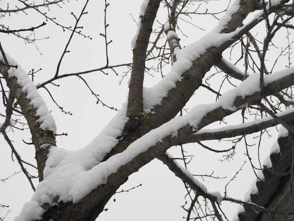 Pień Drzewa Jest Pokryty Śniegiem Zimą — Zdjęcie stockowe