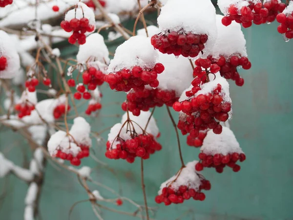 Gałęzie Viburnum Jaskrawo Soczystymi Czerwonymi Gromadami Jagód Pokryte Lodem Śniegiem — Zdjęcie stockowe