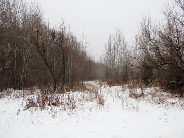 Büyük kar yığınları olan karanlık kış ormanı. Ormanda karla kaplı patika.