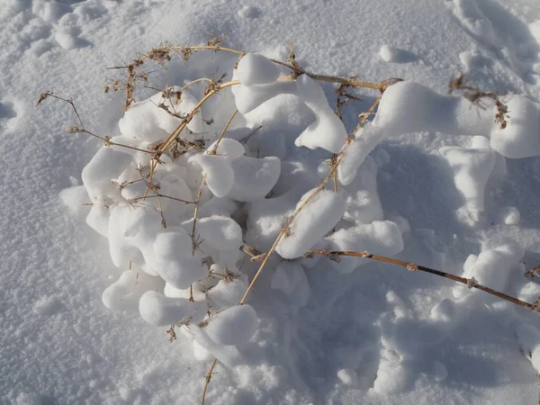 Fresh Layer Snow Covered Branches Shrubs Blades Grass Change Season — Stock Photo, Image