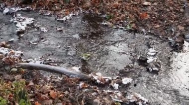 Dökülen yaprakların arasında akan dere, kırağı kaplamış. Sonbahar dondurmaları.