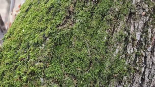 Gros plan de la mousse sur la racine de l'arbre vert tropical dans la forêt. Love concept de conservation naturelle. Forêt magique. Mouvement lent — Video