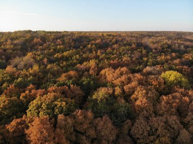 Sonbahar mevsiminde renkli orman ağaçları ve göl manzarası