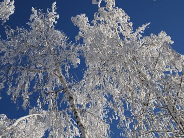 Kış huş ağacı tepeleri. Kar, mavi arka plandaki huş ağacının tepelerini kapladı.