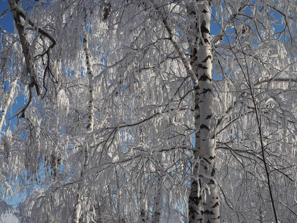 Winter snow birch tree tops. Snow covered winter birch tree tops on blue sky background.