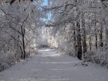 Karla kaplı ağaçlarla güzel bir kış manzarası. Orman Kış Günü.