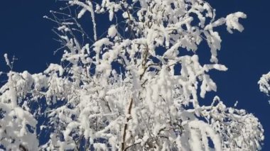 Ağaçların tepeleri açık mavi gökyüzüne karşı beyaz buzla kaplıdır. Kışın başlangıcı