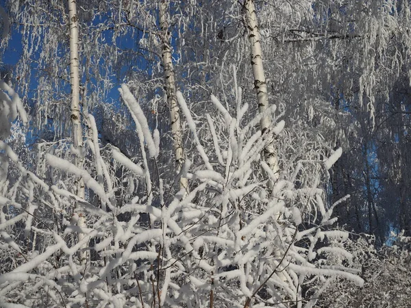 Winter snow birch tree tops. Snow covered winter birch tree tops on blue sky background.