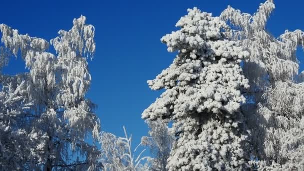 Bosque de invierno con árboles cubiertos snow.beautiful invierno Día soleado — Vídeos de Stock