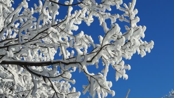 Tree tops covered with white frost against a clear blue sky. beginning of winter — Stock Video