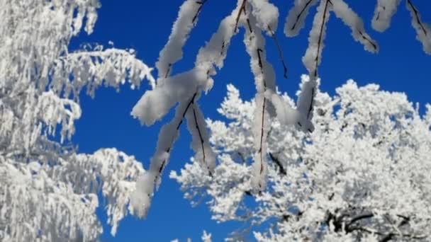 Copas de árboles cubiertas de escarcha blanca contra un cielo azul claro. comienzo del invierno — Vídeos de Stock