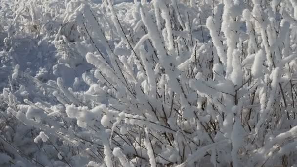 Svěží vrstva sněhu pokrývala větve keřů a stébel trávy, změna ročního období, začátek zimy — Stock video