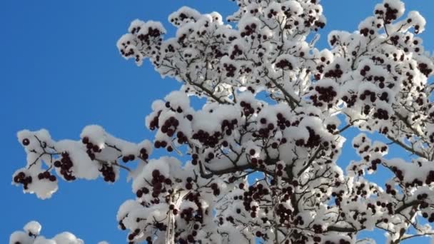 Δένδρα από κόκκινο λευκάκανθο, θάμνος το χειμώνα καλυμμένος με χιόνι. Κόκκινα μούρα κάτω από το χιόνι, στάχτη βουνού, αγκάθι — Αρχείο Βίντεο