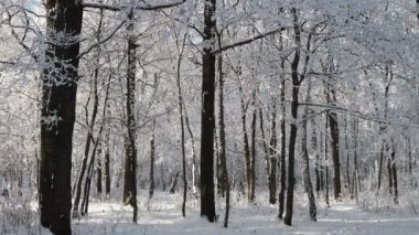 Karla kaplı ağaçlarla güzel bir kış manzarası. Orman Kış Günü