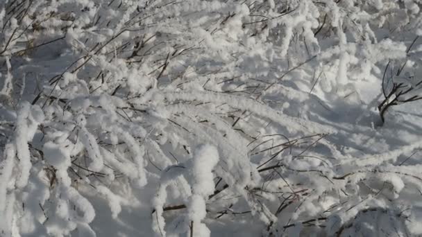 Φρέσκο στρώμα χιονιού κάλυψε τα κλαδιά των θάμνων και λεπίδες του χόρτου, η αλλαγή της εποχής, η αρχή του χειμώνα — Αρχείο Βίντεο