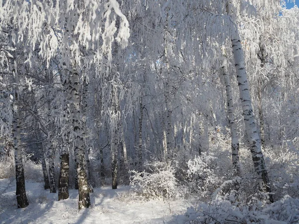 Winter snow birch tree tops. Snow covered winter birch tree tops on blue sky background.