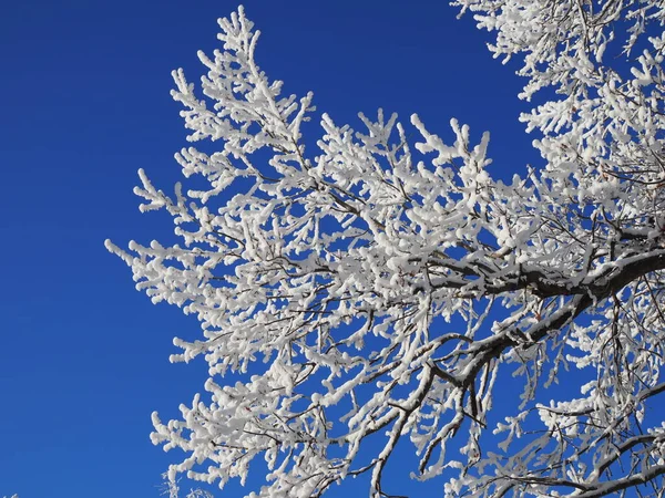 Hermosas Ramas Árboles Cubiertas Nieve Contra Cielo Azul Brillante Día —  Fotos de Stock