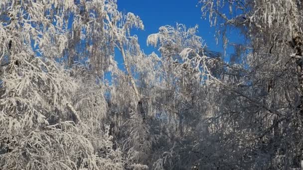 Panorama Zimního Břízového Lesa Sněžení Slunečného Dne Vlčími Stopami Sněhu — Stock video