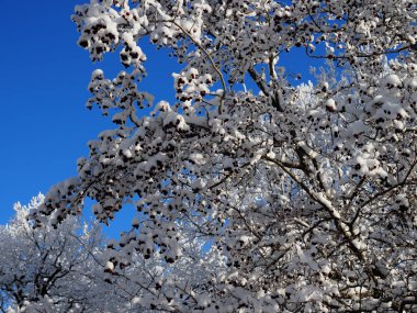 Kar altında Hawthorn kırmızı meyveleri dondu. Güneşli kış günü..