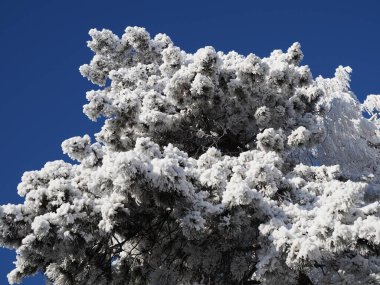 Kış ağaçlarının dalları karla kaplıdır..