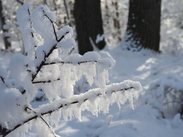 Közelíts Csupasz Faágakra Amiken Jég Van Téli Háttér Nagyon Hideg — Stock Fotó