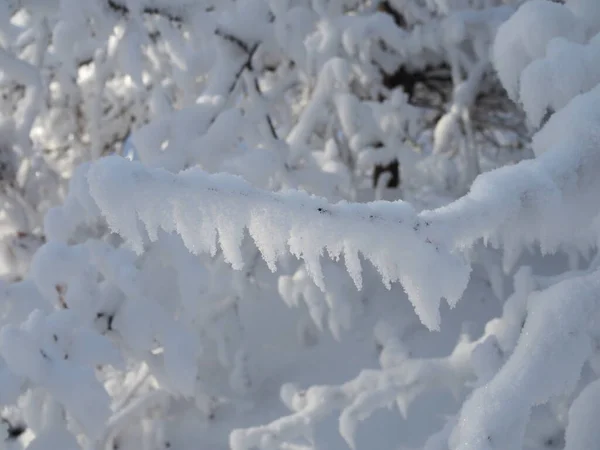 Vue Rapprochée Des Branches Arbres Nus Avec Des Aiguilles Gelées — Photo