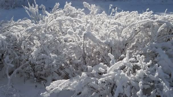 Verse laag sneeuw bedekt de takken van struiken en grassprieten, de verandering van seizoen, het begin van de winter — Stockvideo