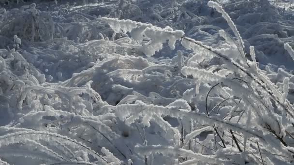 Capa fresca de nieve cubrió las ramas de los arbustos y hojas de hierba, el cambio de estación, el comienzo del invierno — Vídeos de Stock