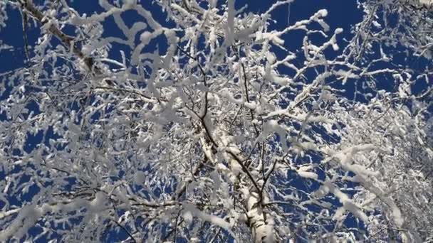 Copas de árboles cubiertas de escarcha blanca contra un cielo azul claro. comienzo del invierno — Vídeo de stock