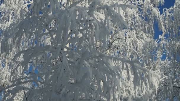 Panorama van winterberkenbos na sneeuwval op een zonnige dag. Met wolvensporen in de sneeuw. — Stockvideo