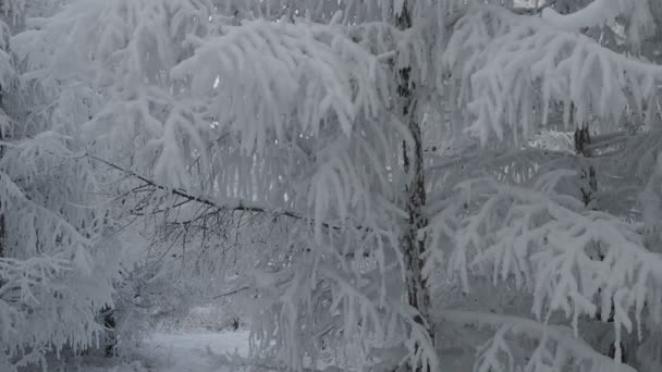 Měkký Sníh Zimním Zasněženém Lese Krásná Zimní Krajina Smrková Větev — Stock video