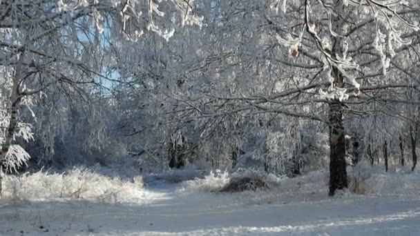 Winter Wald Mit Bäumen Bedeckt Schnee Schöner Winter Sonniger Tag — Stockvideo