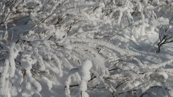 새로운 눈층이 관목과 풀잎의 가지를 계절의 겨울의 — 비디오