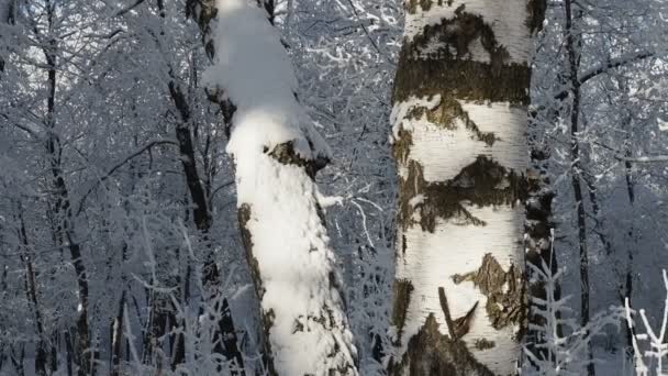 吹雪の後の新雪に覆われた白樺の木を見上げ サークルパン — ストック動画