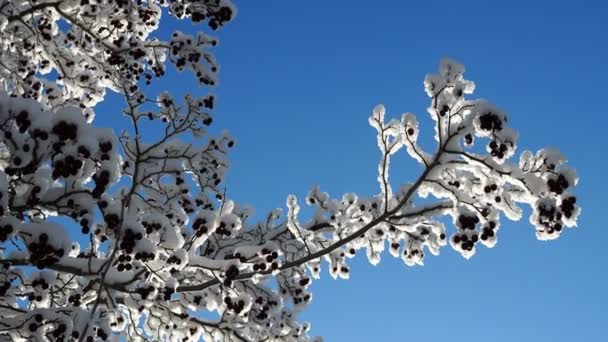 Espino Rojo Bayas Bajo Nieve Frozen Sunny Día Invierno — Vídeos de Stock