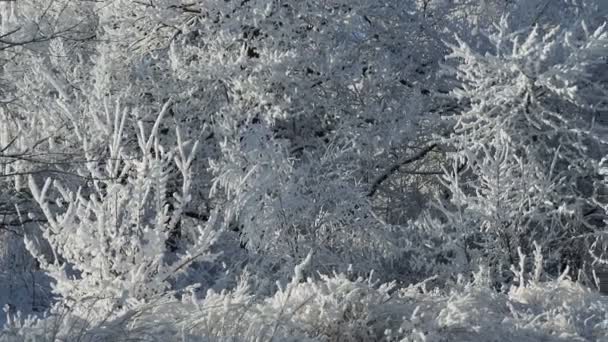 Floresta Inverno Com Árvores Cobertas Neve Belo Inverno Dia Ensolarado — Vídeo de Stock