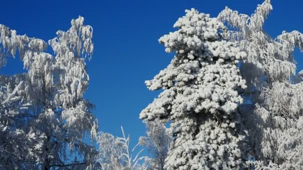 雪に覆われた木々に覆われた冬の森 — ストック動画