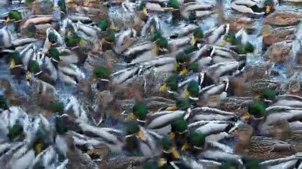 Bir Sürü Ördek Suda Yüzer Gölde Nehirde Ördekler Kış Ördekleri — Stok video