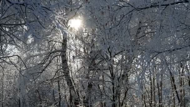 Winterbos Met Bomen Bedekt Met Sneeuw Prachtige Winter Zonnige Dag — Stockvideo